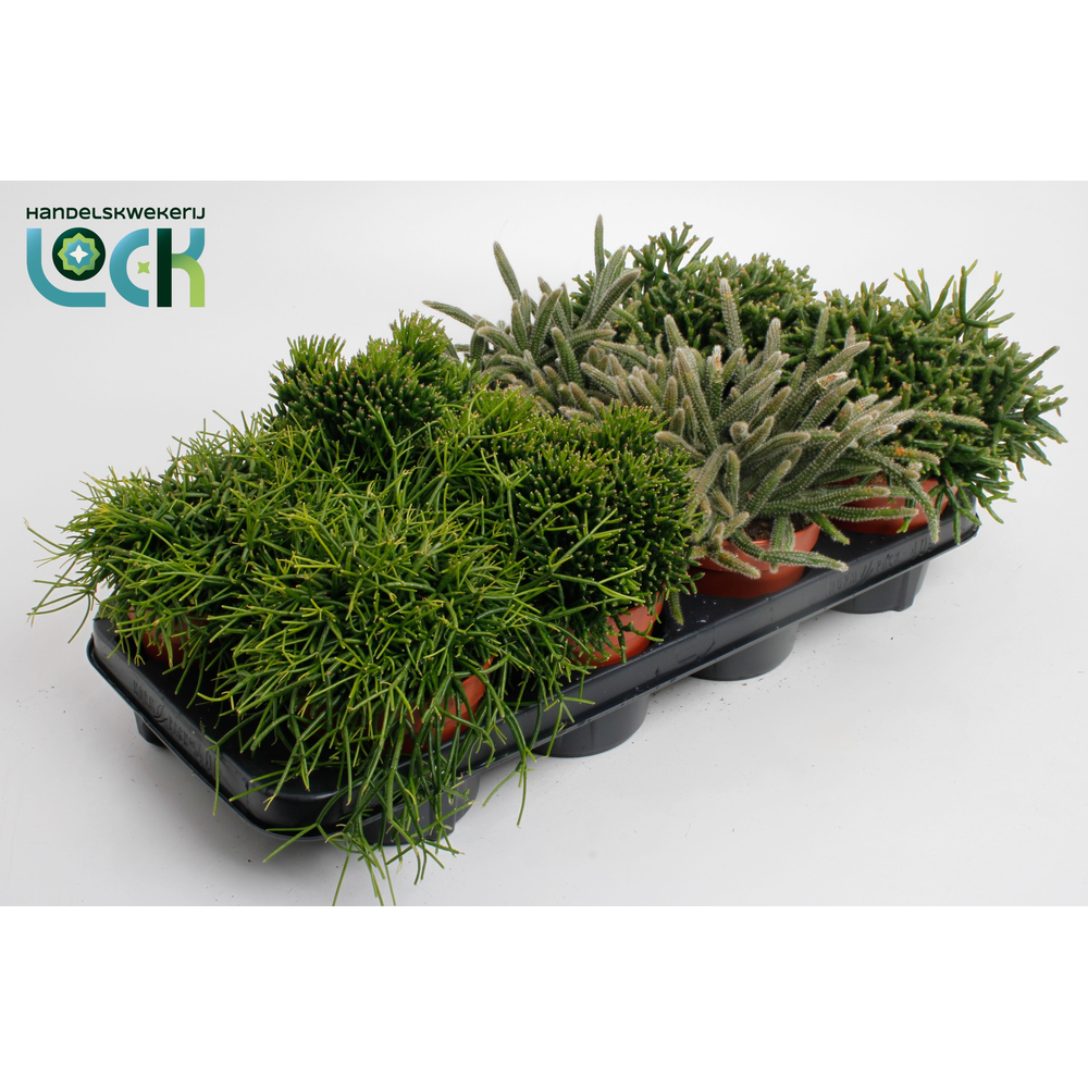Rhipsalis Mix.