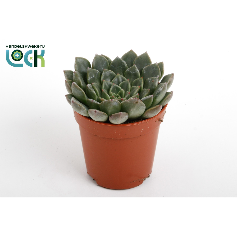 Echeveria Glauca.