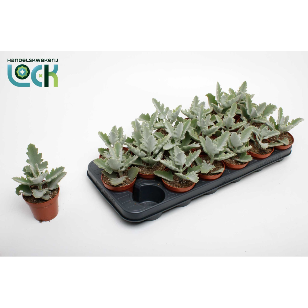 Kalanchoe Beharensis Light.