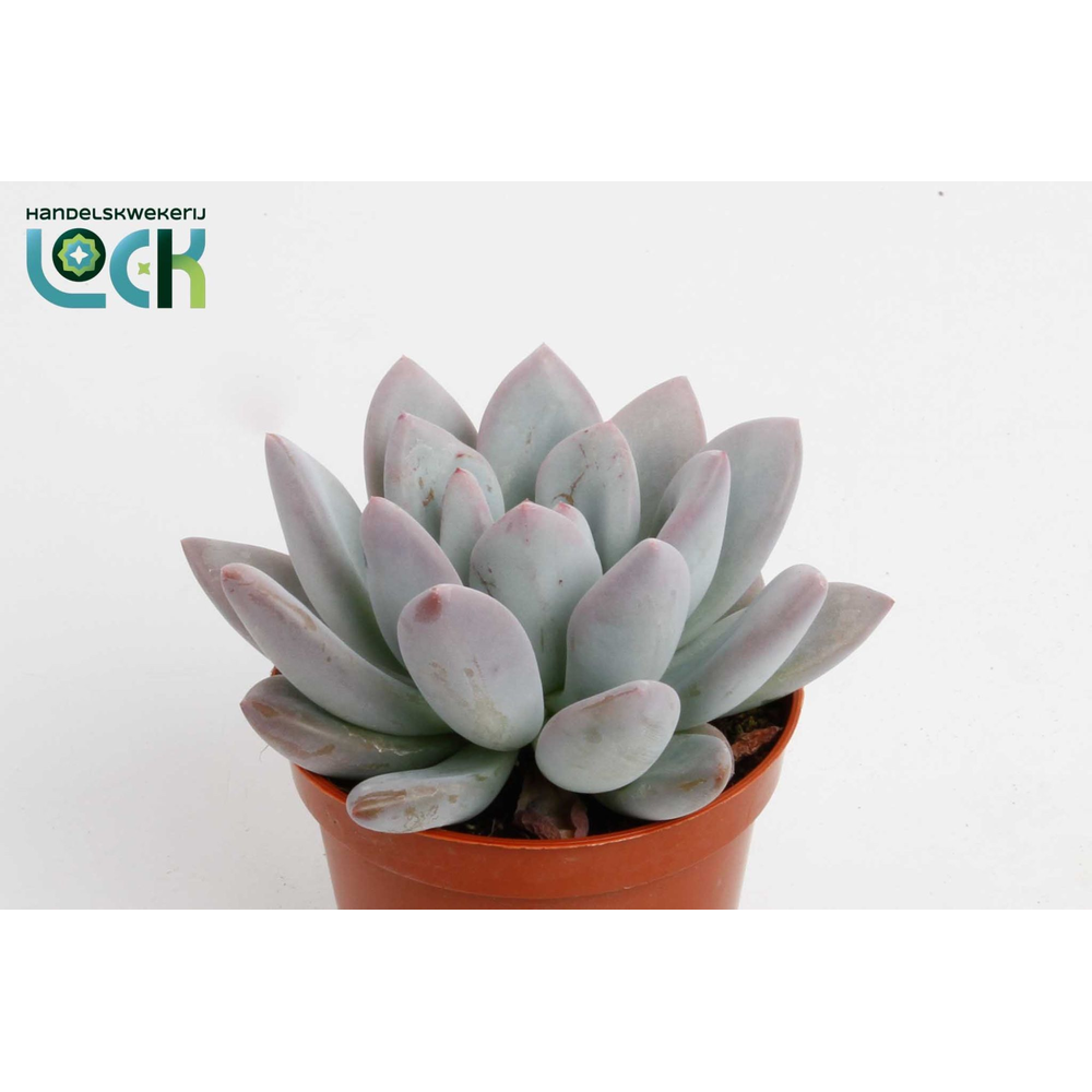 Echeveria oviferum parva.