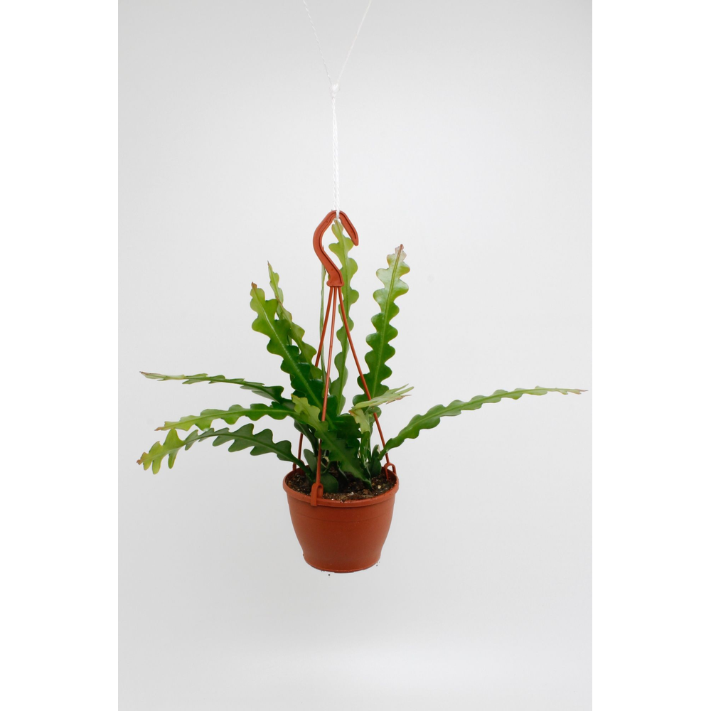 Epiphyllum anguliger.