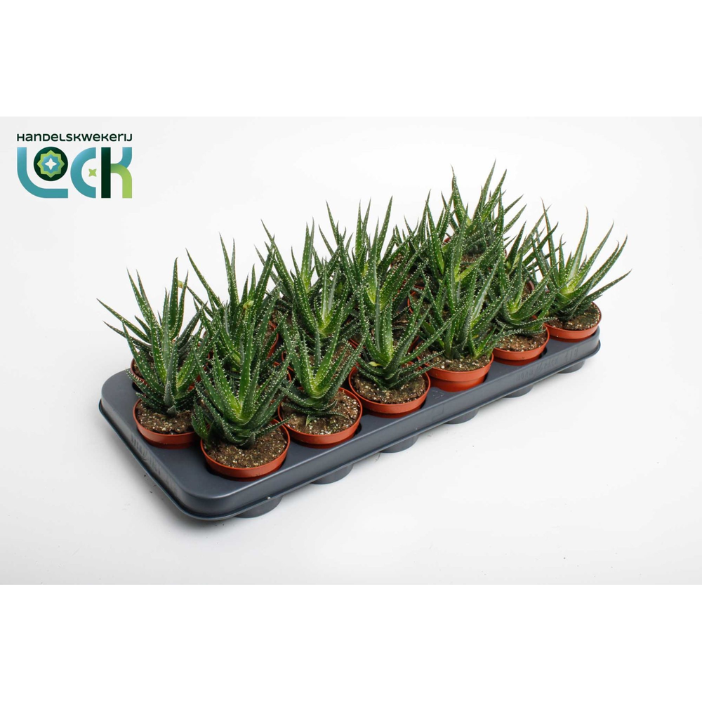 Aloe Jaco.