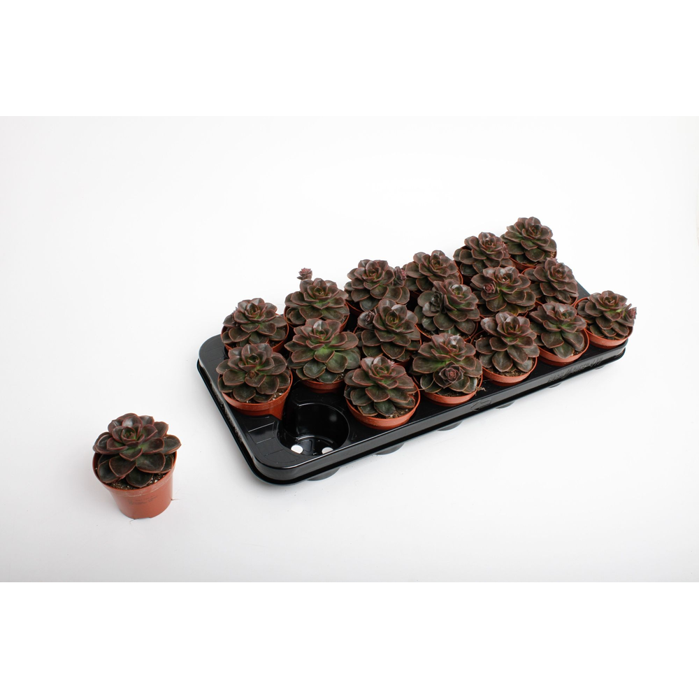 Echeveria Black Prince.