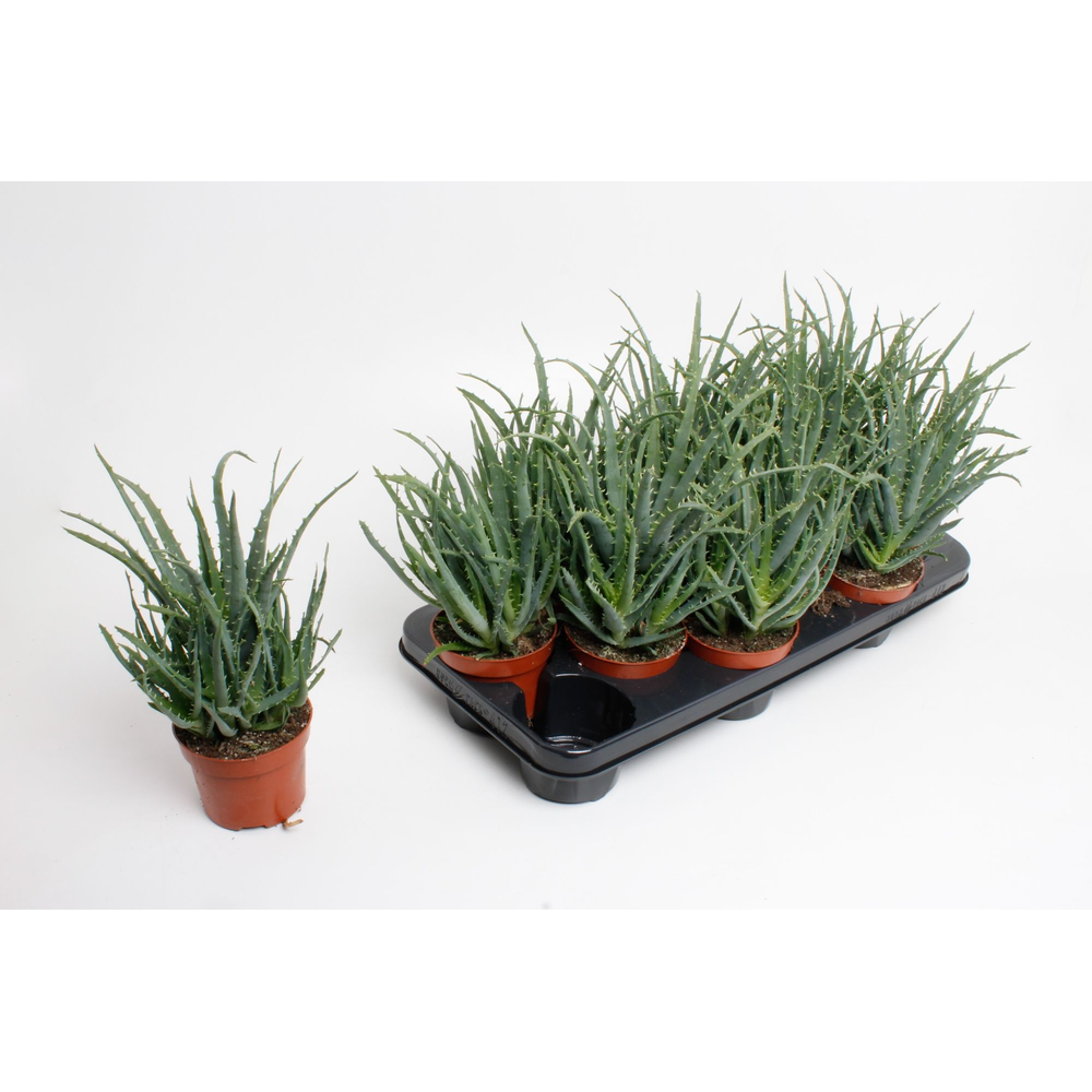 Aloe Arborencens.