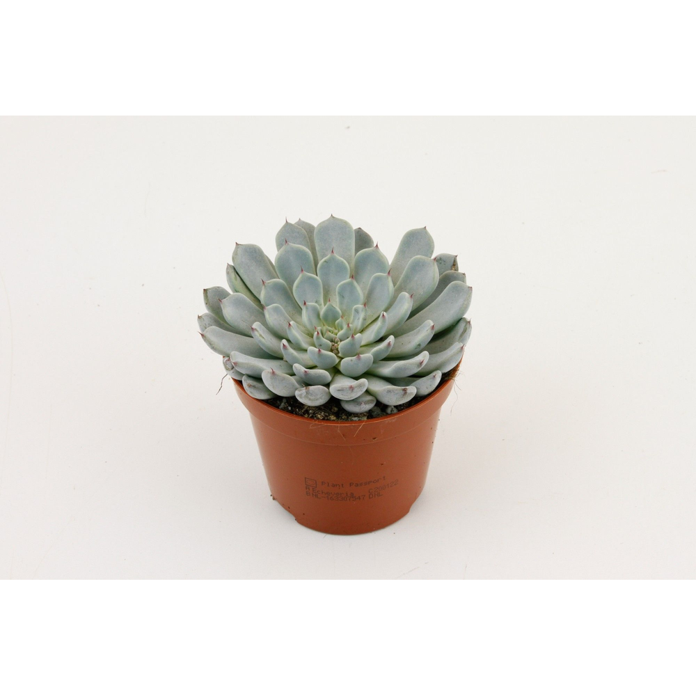 Echeveria Derenbergii.