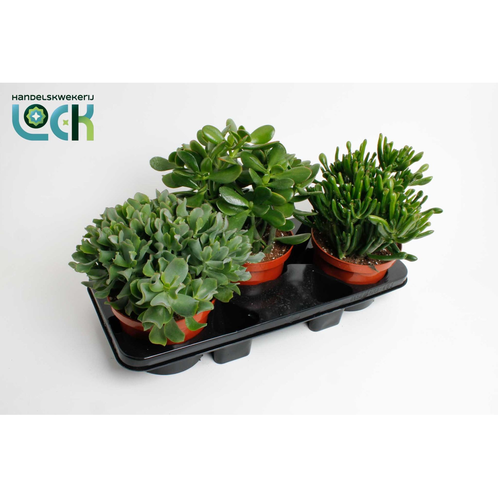 Crassula mix.