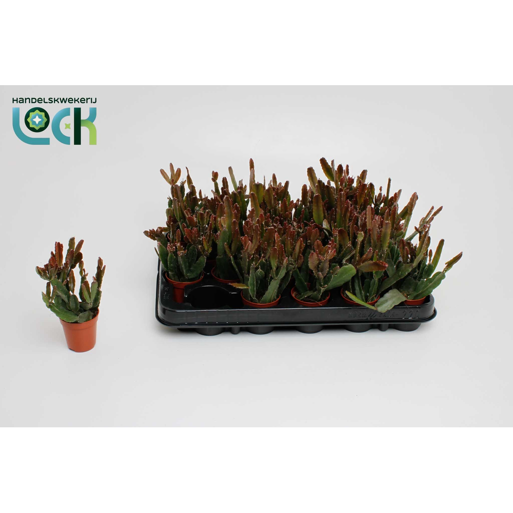 Rhipsalis agudoensis.