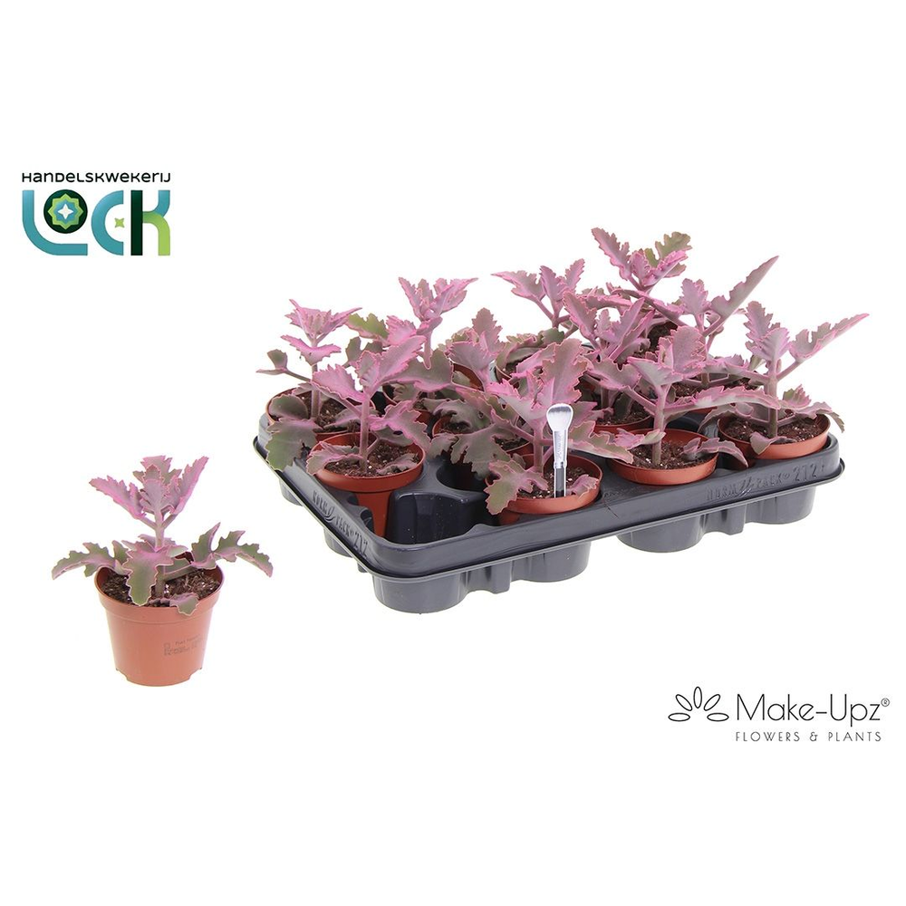Kalanchoe Beharensis Make Upz Roze.