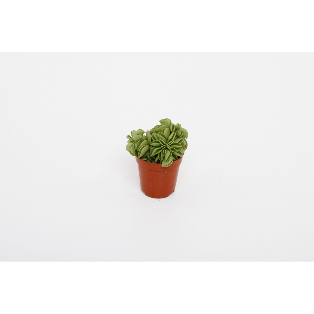 Peperomia Happy Bean Tanz.