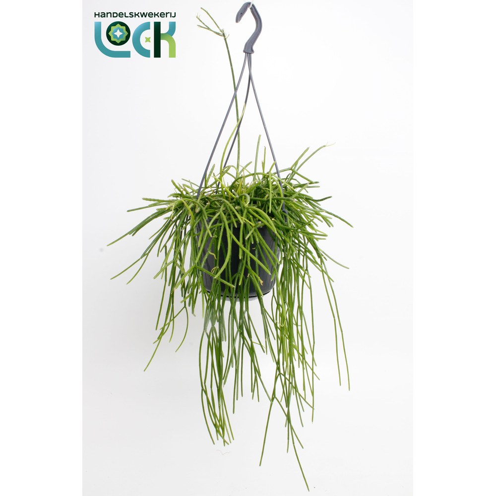 Rhipsalis Pulchra.