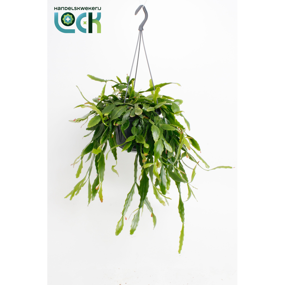 Rhipsalis Crispata.