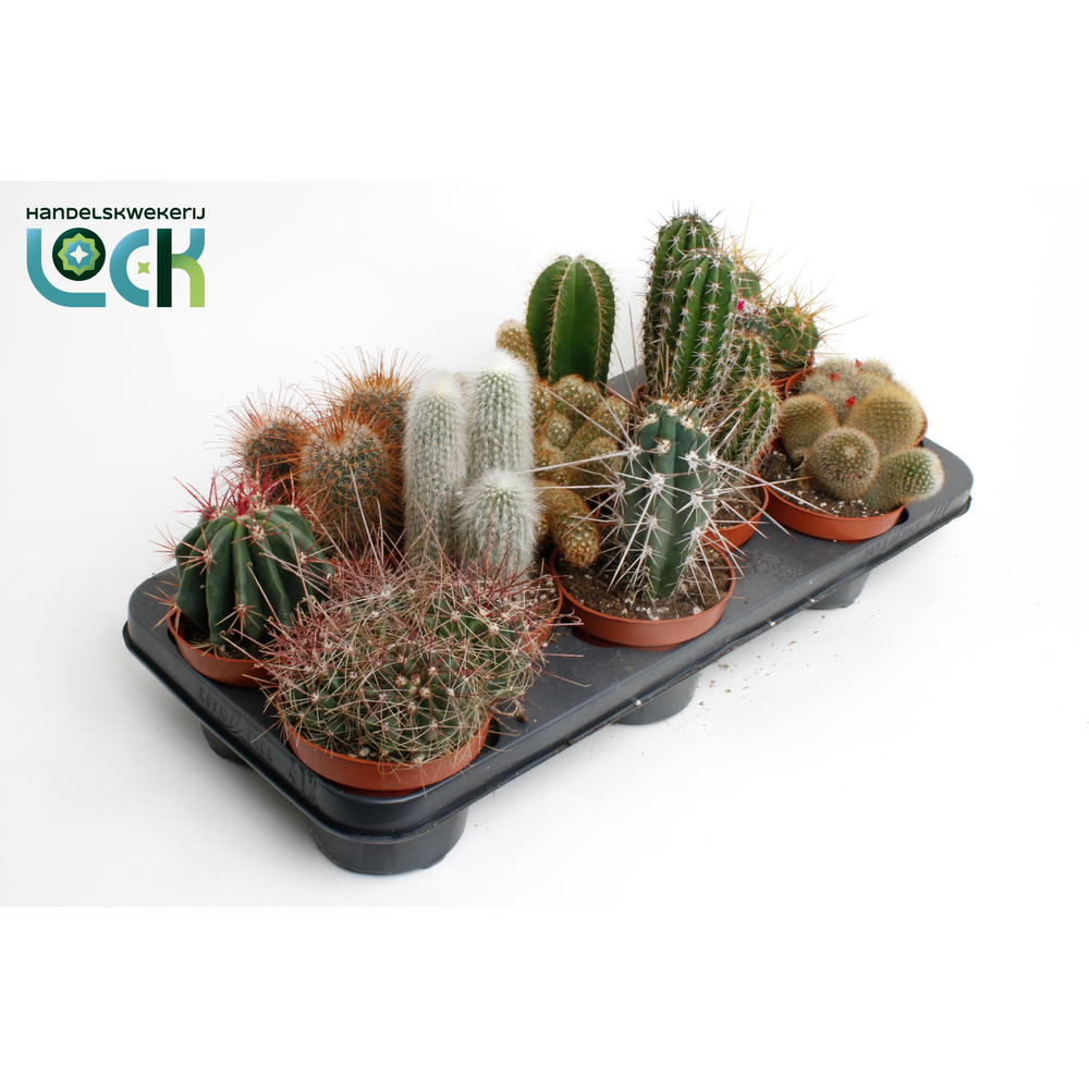 Cactus mix.