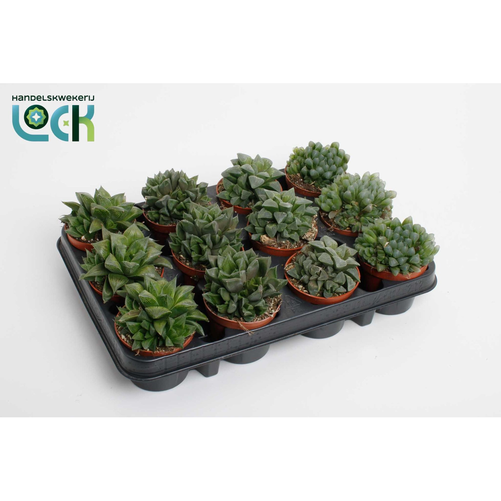 Glasworthia Truncata mix.