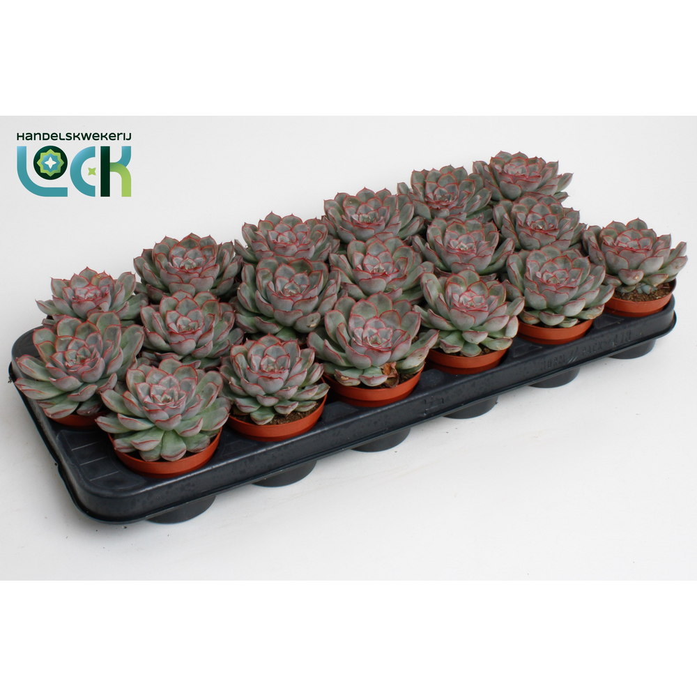 Echeveria deremensis.