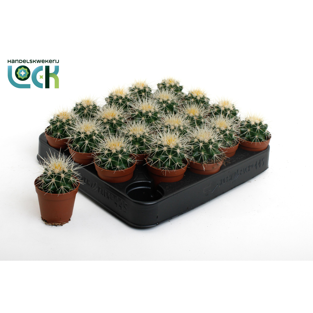 Echinocactus Grusonii.