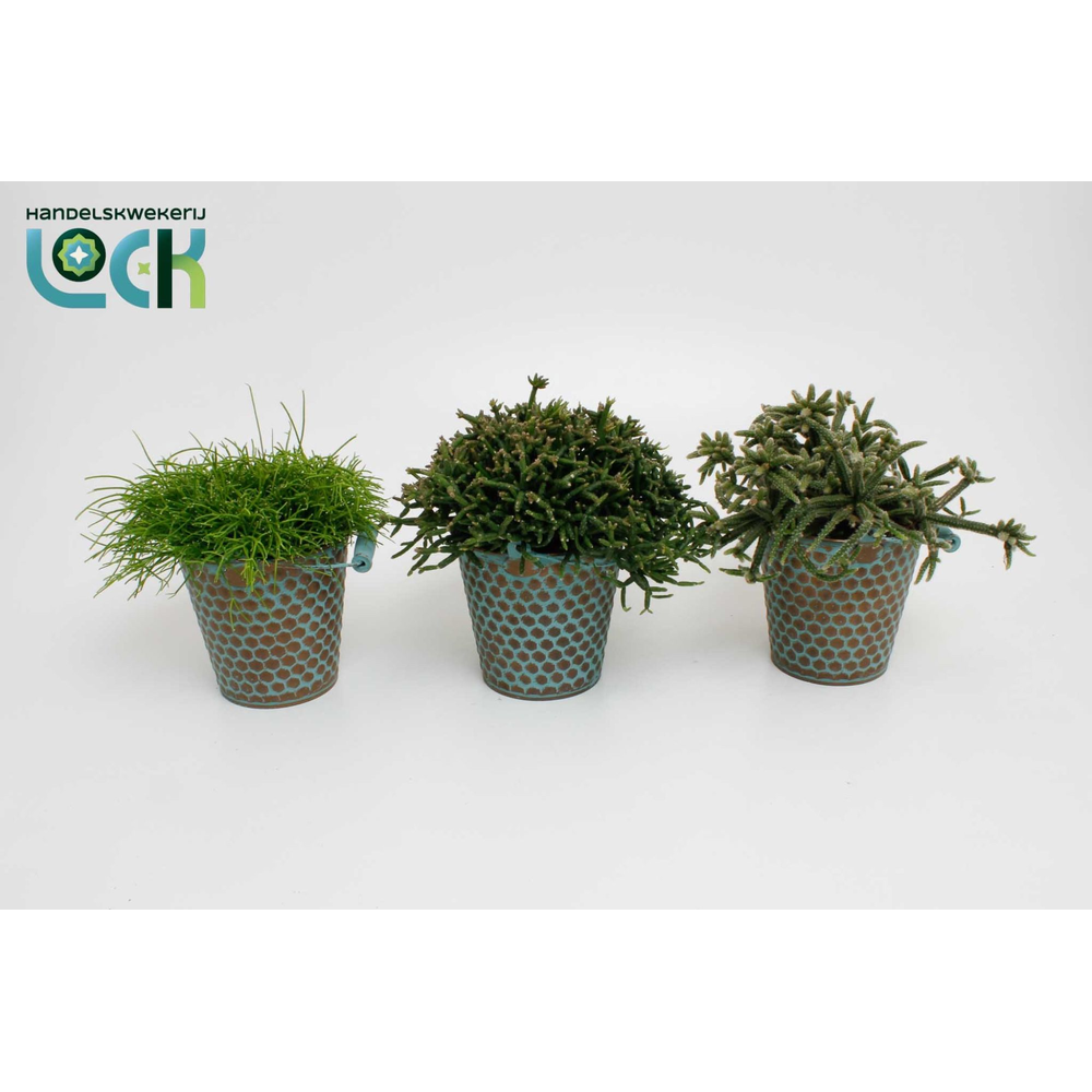 Rhipsalis mix in zink Berlijn.