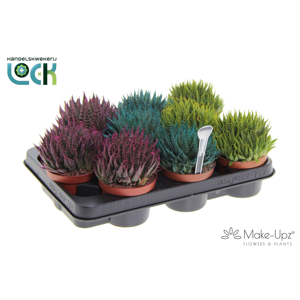 Aloe Aristata Make Upz mix drie kleuren.