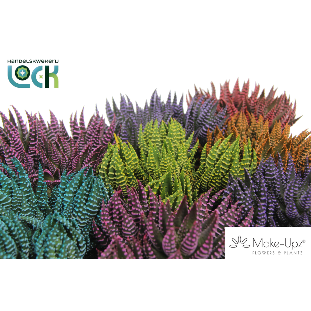 Haworthia Zebrina Make Upz mix.