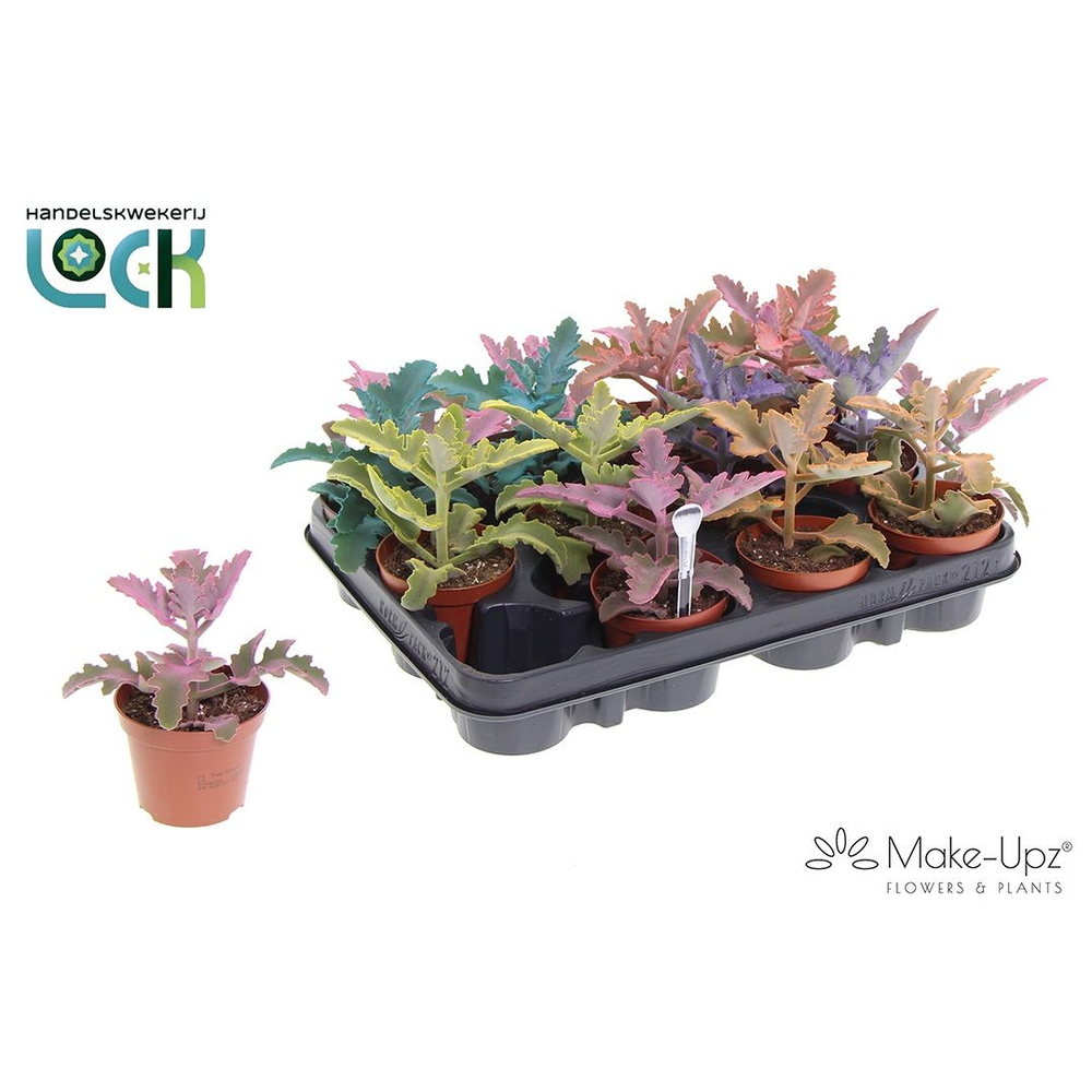 Kalanchoe Beharensis Make Upz.