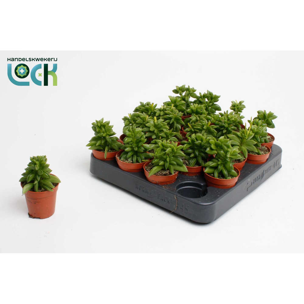 Peperomia Green Spark.