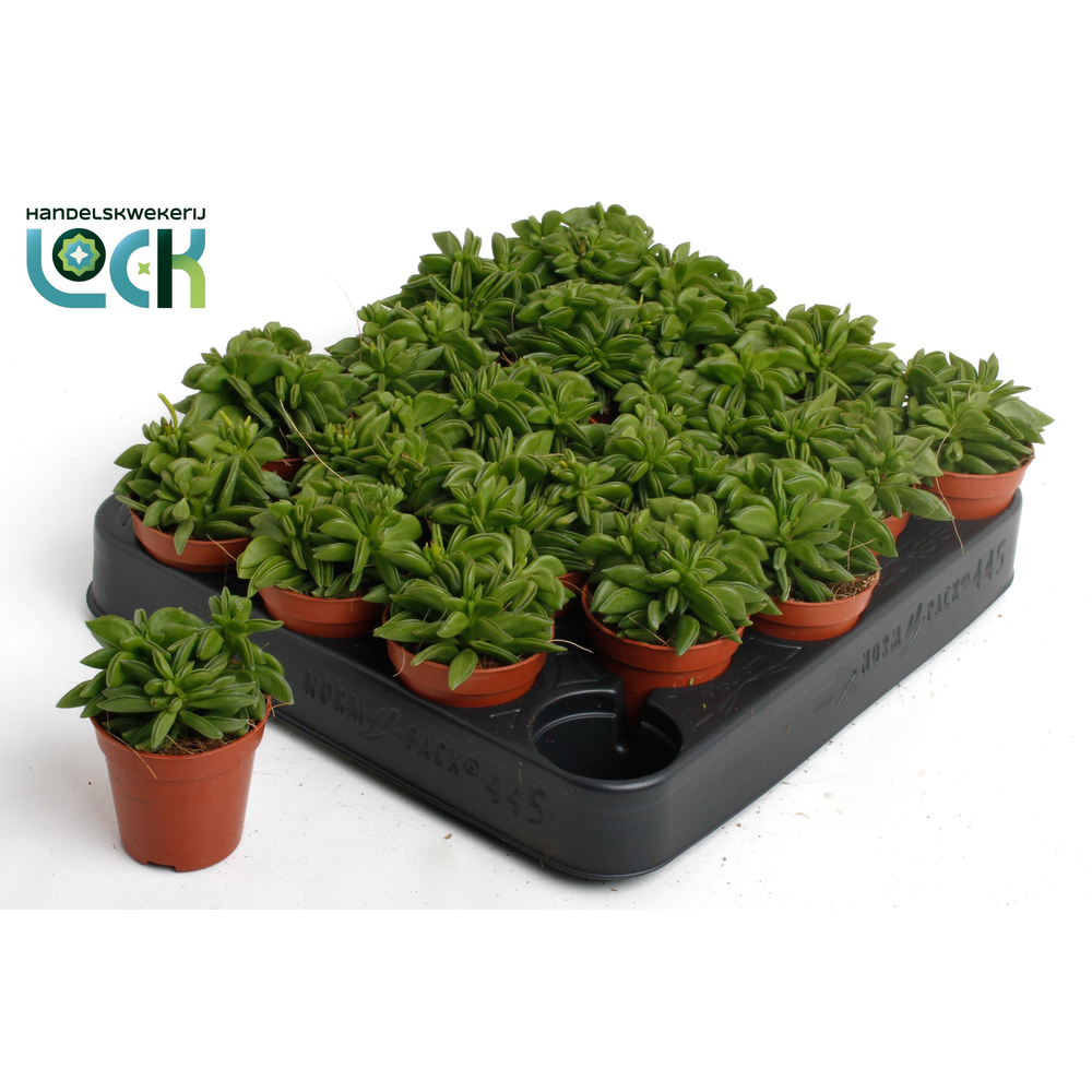 Peperomia Green Spark.