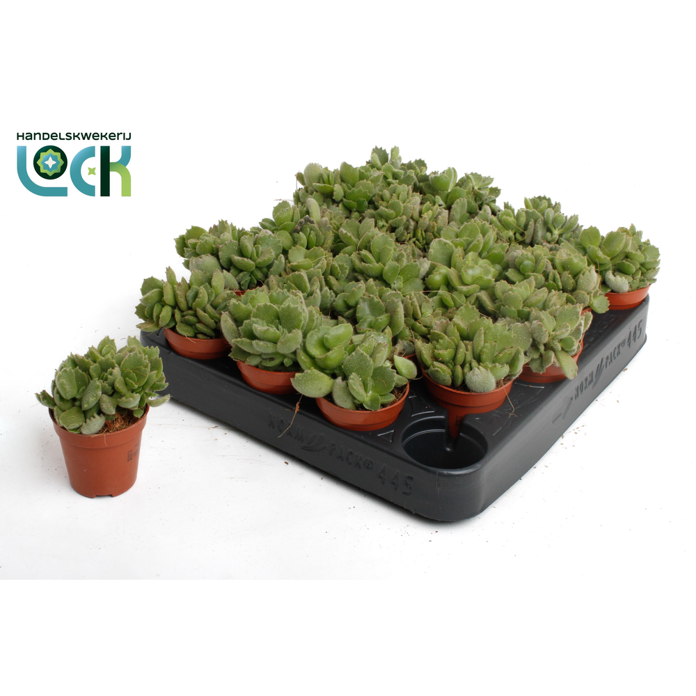 Cotyledon Ladismithiensis tanz.