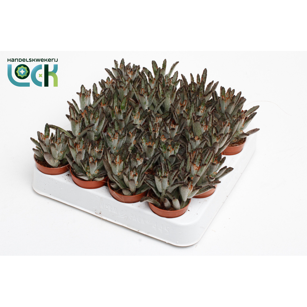 Kalanchoë Tomentosa Dark tanz.