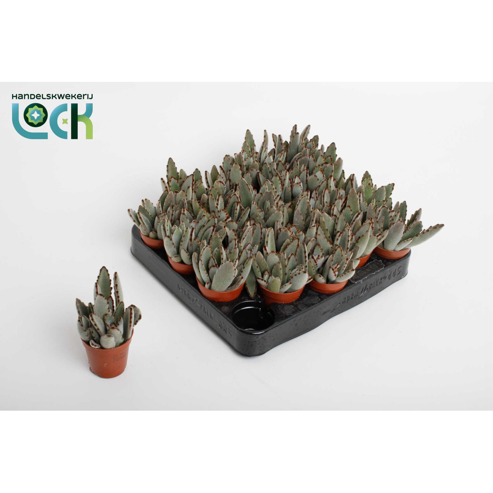 Kalanchoë Tomentosa Light.