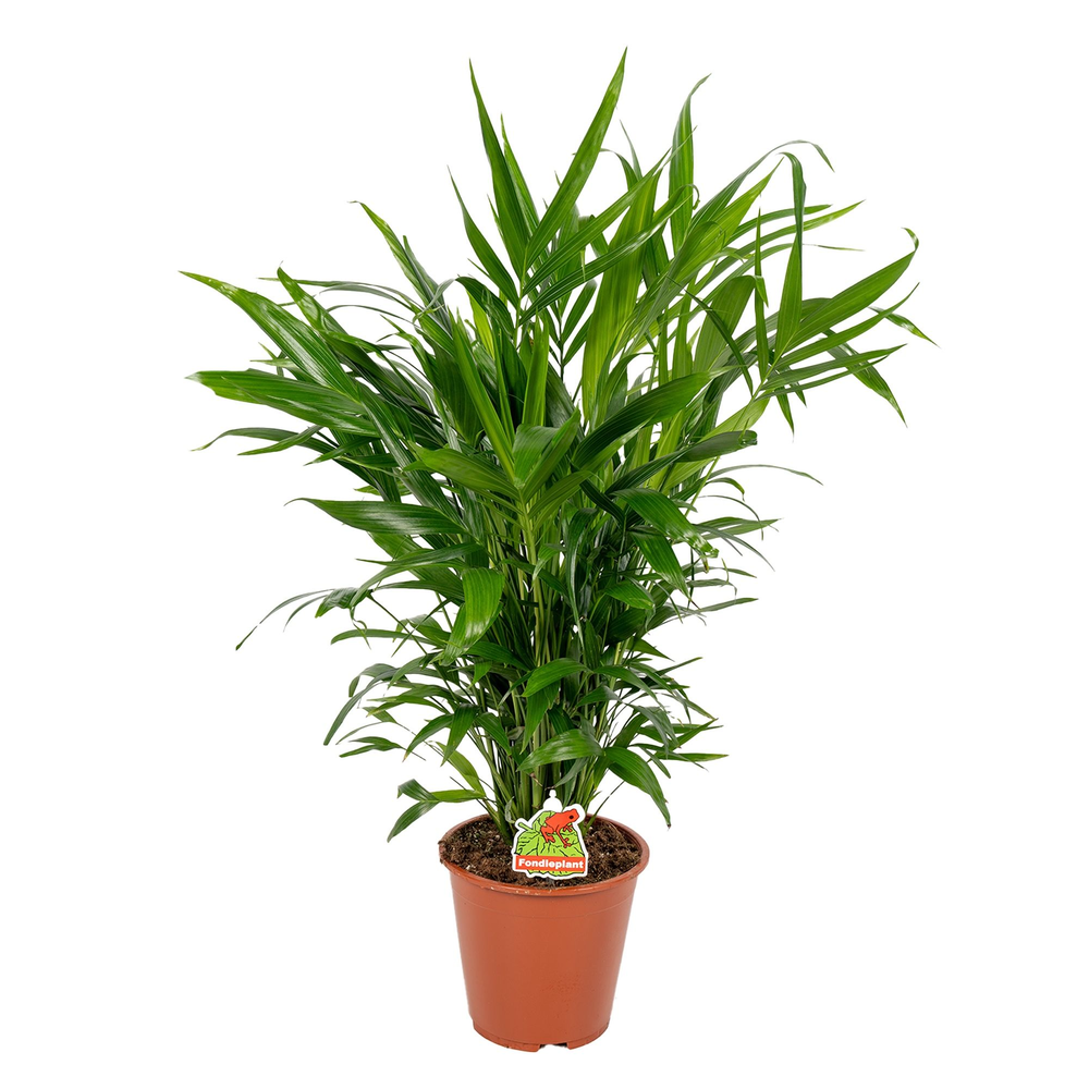 Chamaedorea Cataractarum P19cm - H110cm.