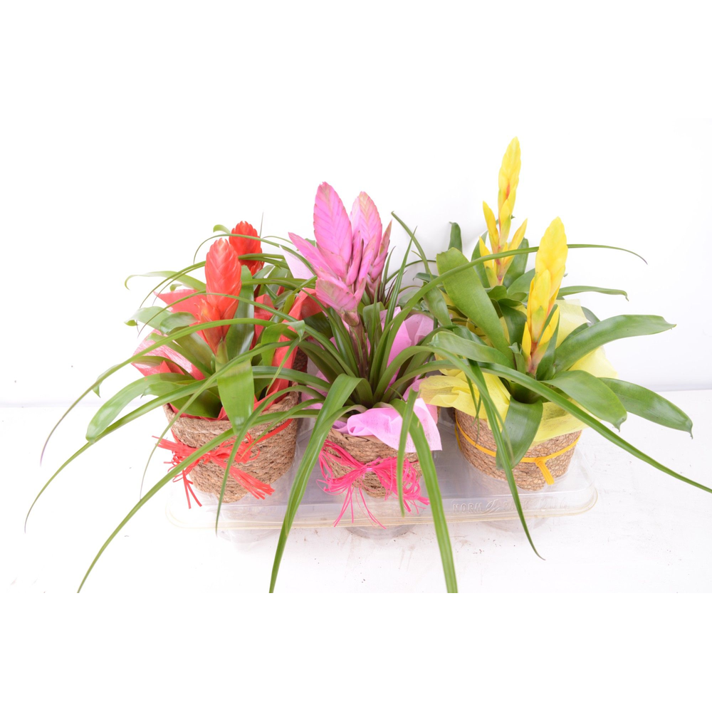 sping mix.