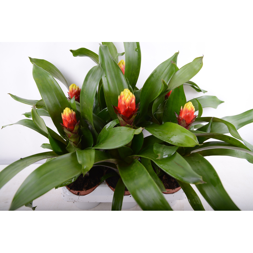 guzmania yeltix.
