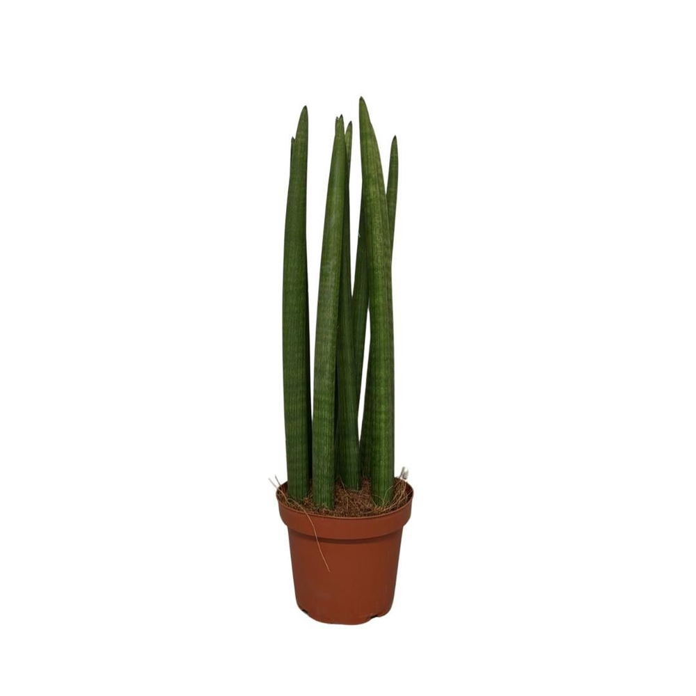 Sansevieria Cylindrica Straight.