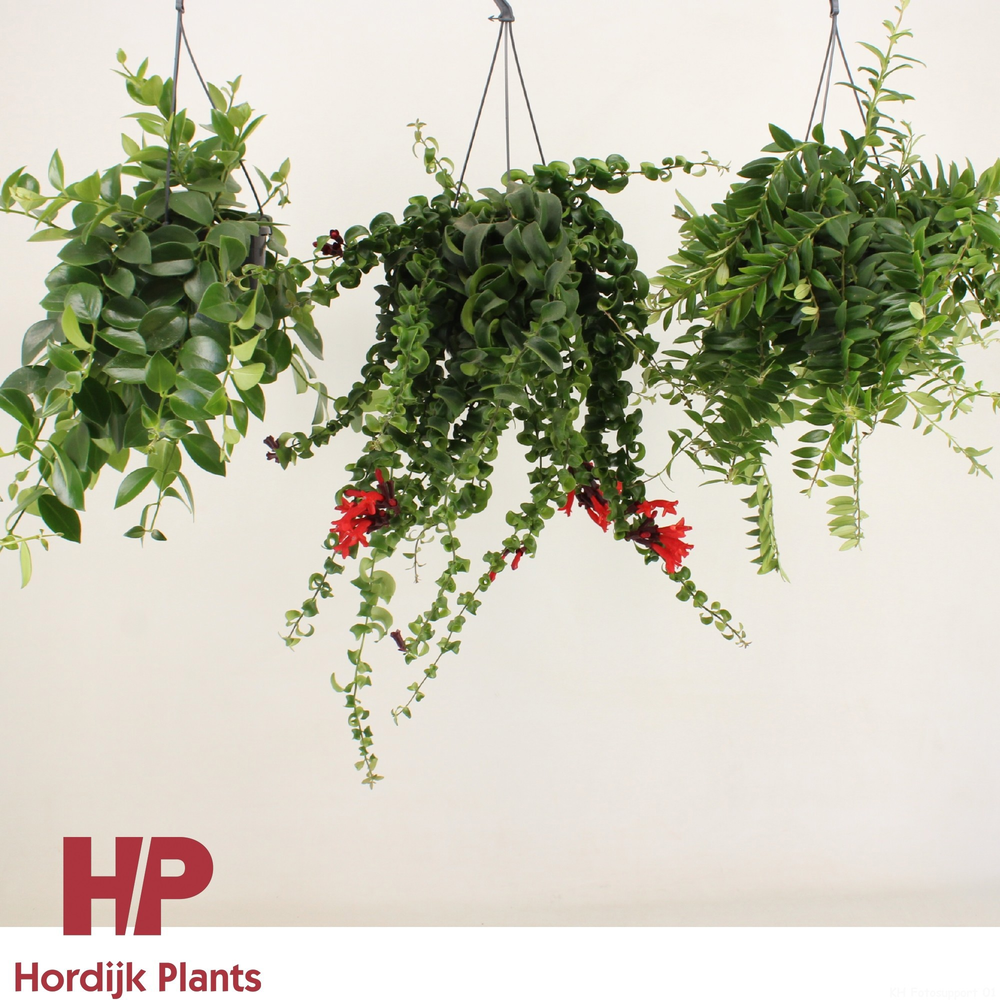 Aeschynanthus Mix (krul en plat)..