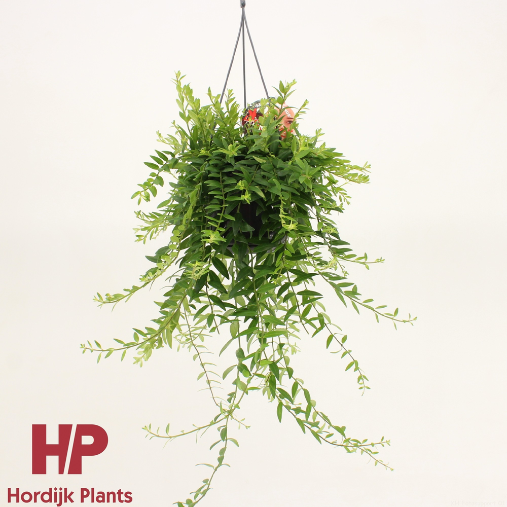 Aeschynanthus 'Japhrolepis'.