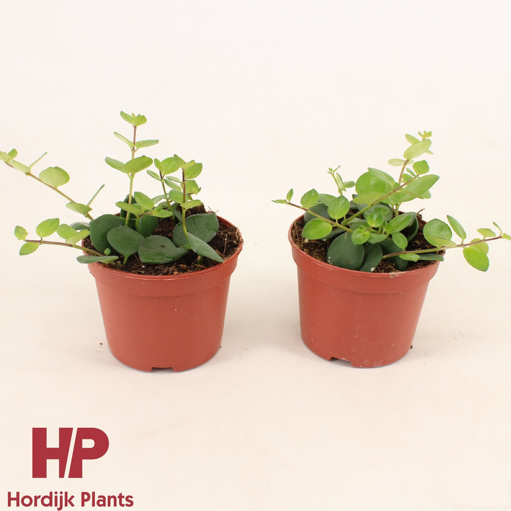 Pot - Aeschynanthus Pink Polka Groen.