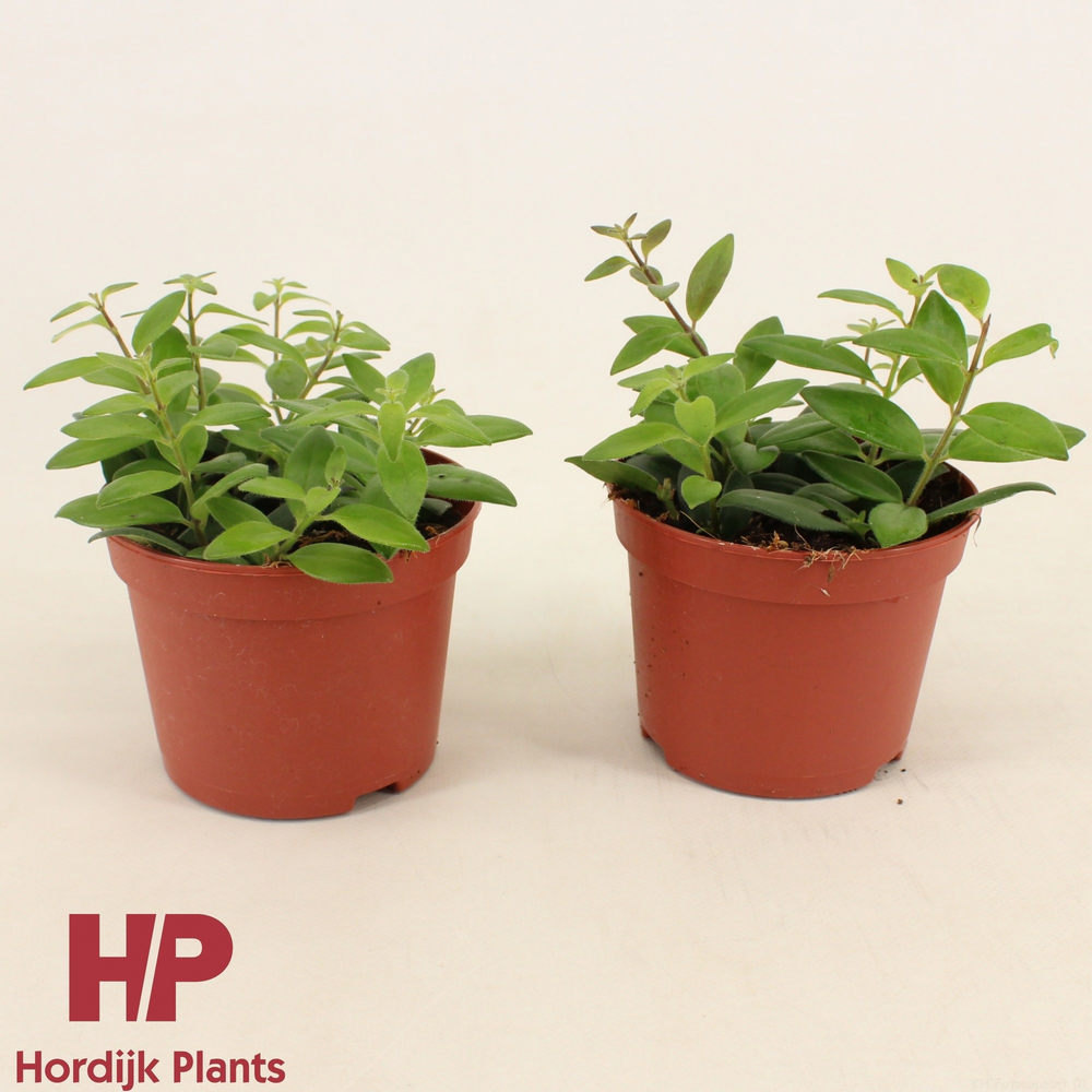 P12 cm - Aeschynanthus Caro Imp.