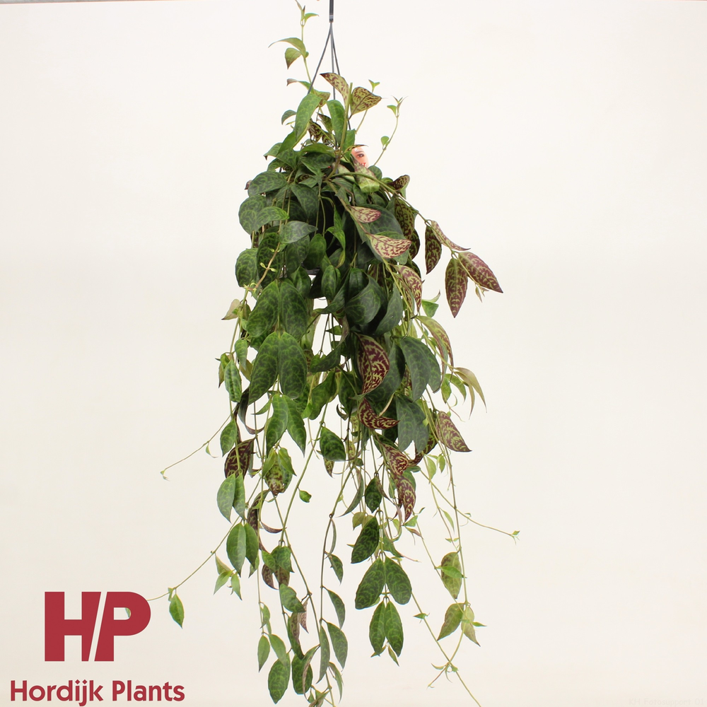 Aeschynanthus Marmoratus.
