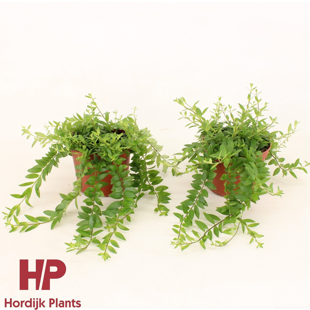 P12 cm - Aeschynanthus Japhrolepis.