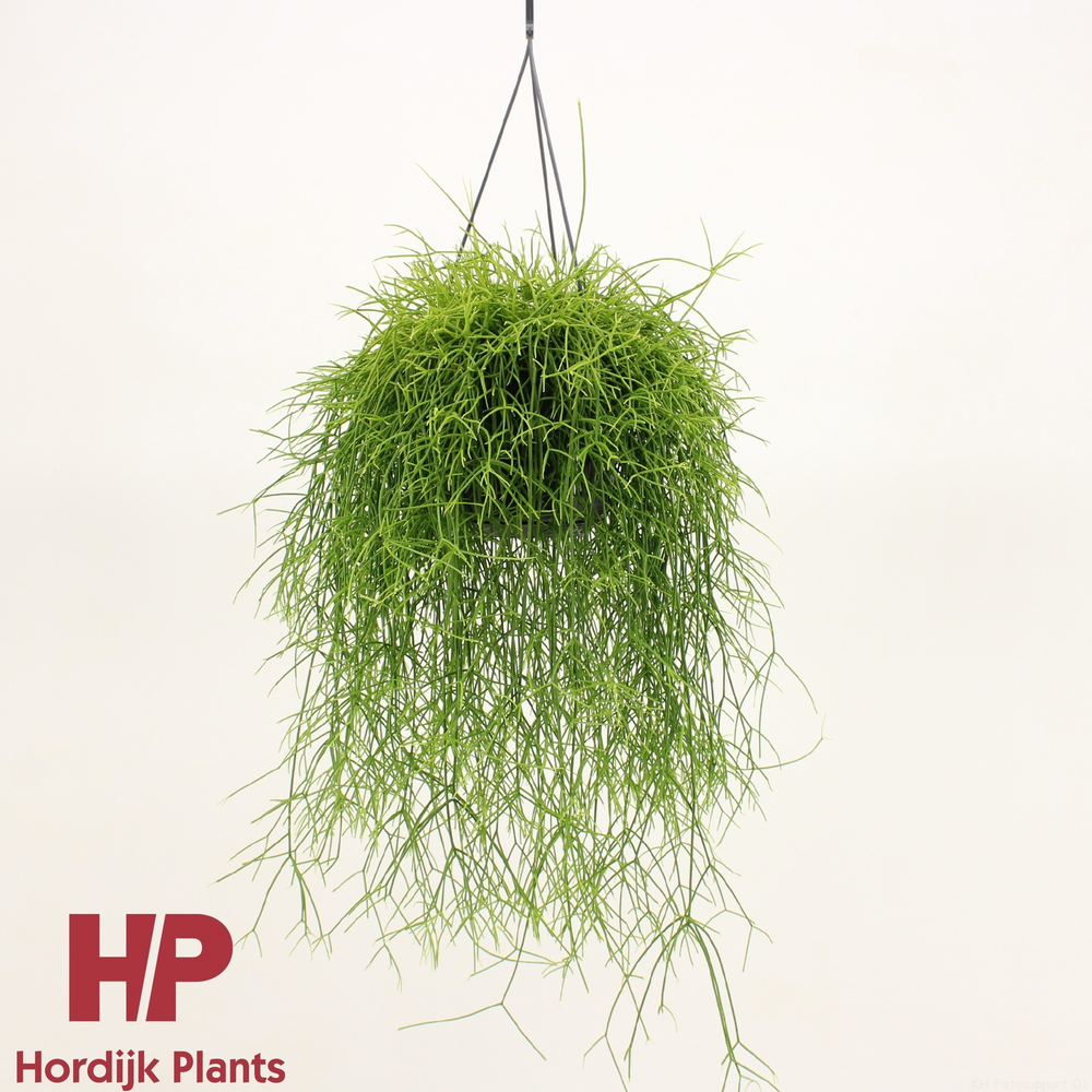 Rhipsalis baccifera (cassutha).
