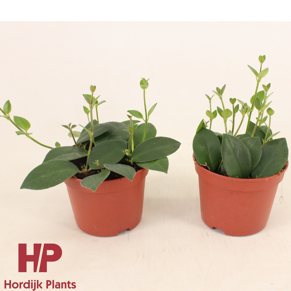 Cm pot - Aeschynanthus (Flearly) Mona Lisa.