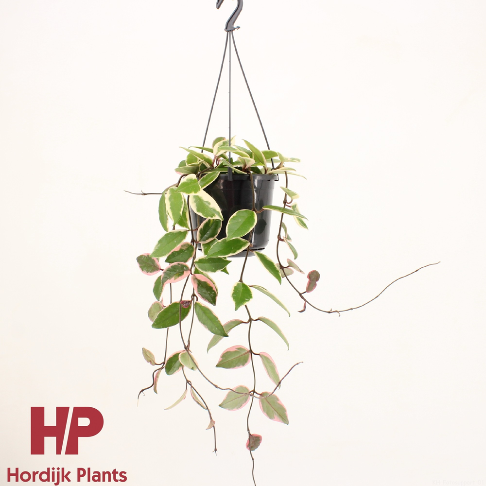 Hoya carnosa - Flamingo Dream.