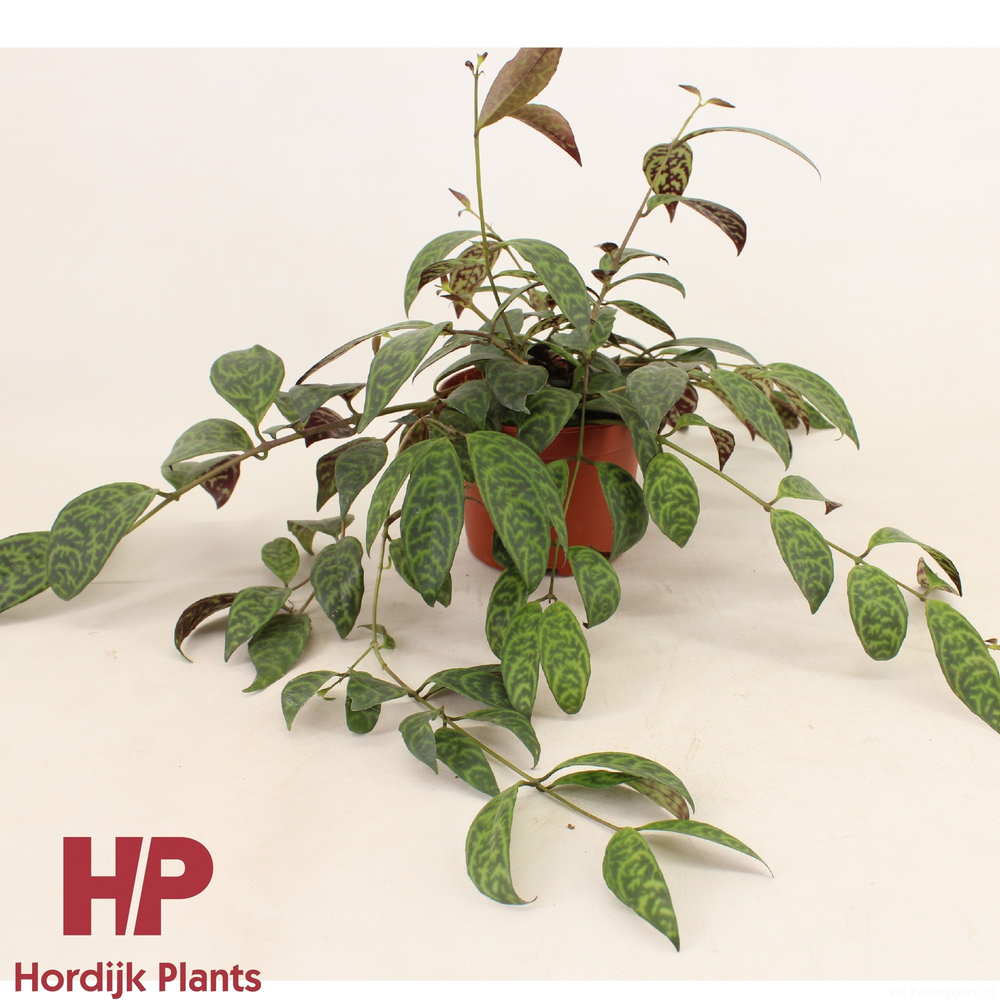 Cm pot - Aeschynanthus Marmoratus.