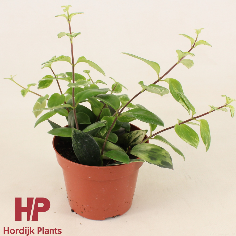 P12 cm - Aeschynanthus lobbianus 'Variegatus'.
