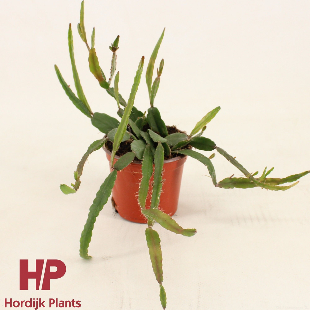 Rhipsalis agudoensis P9 CM.