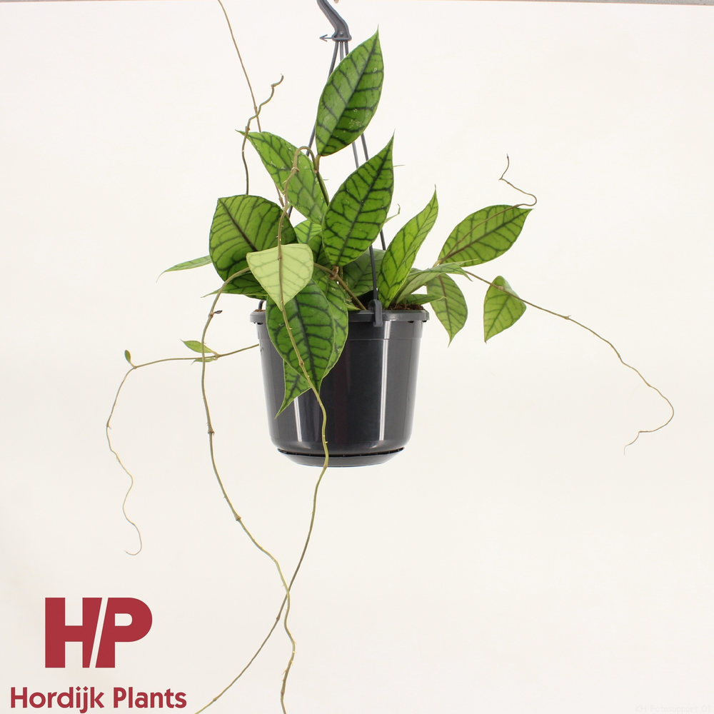 Hoya callistophylla 'KAL 16' P15.