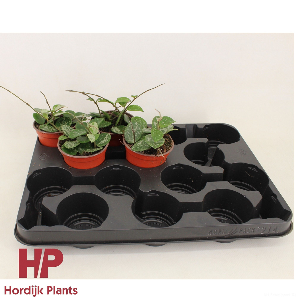 Hoya Mathilde Splash P9.