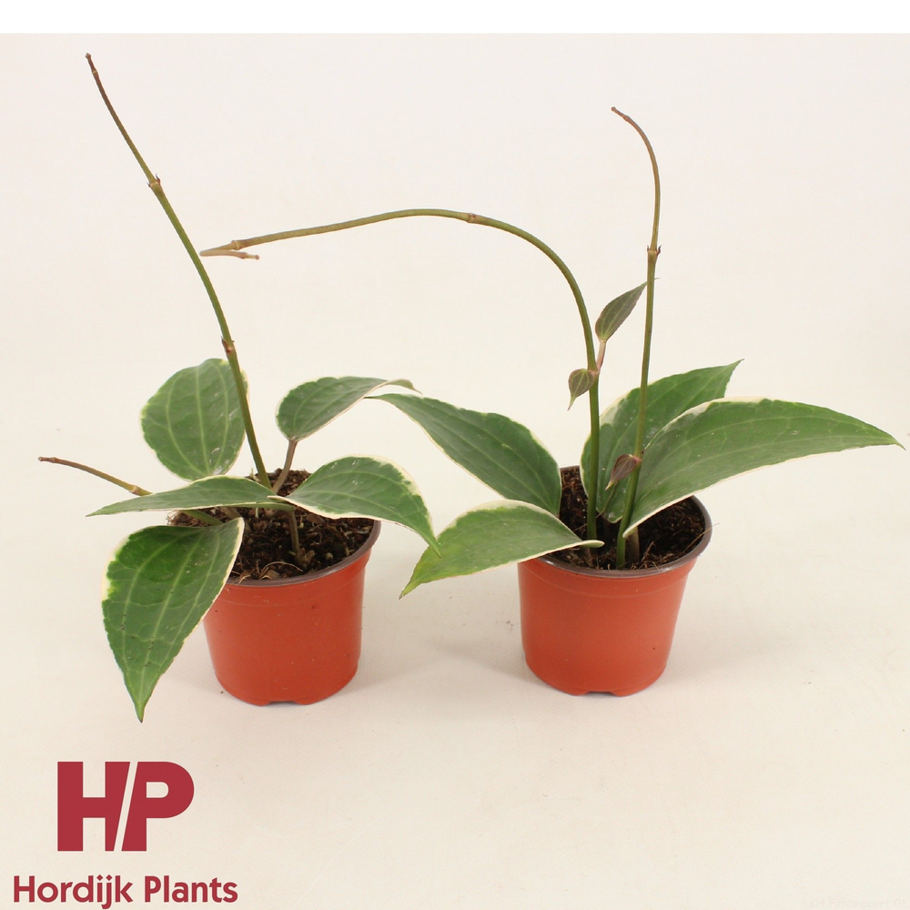 Hoya Latifolia Albomarginata P9.