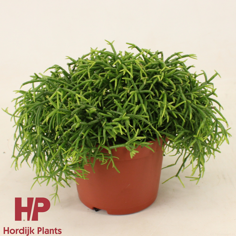 Rhipsalis baccifera 'Oasis' 12cm.