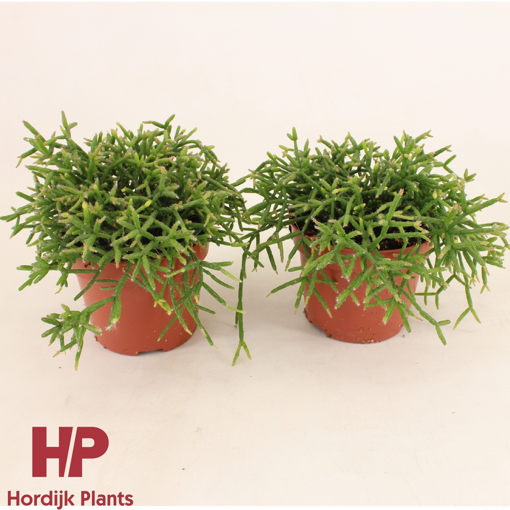 Rhipsalis burchellii 12cm.