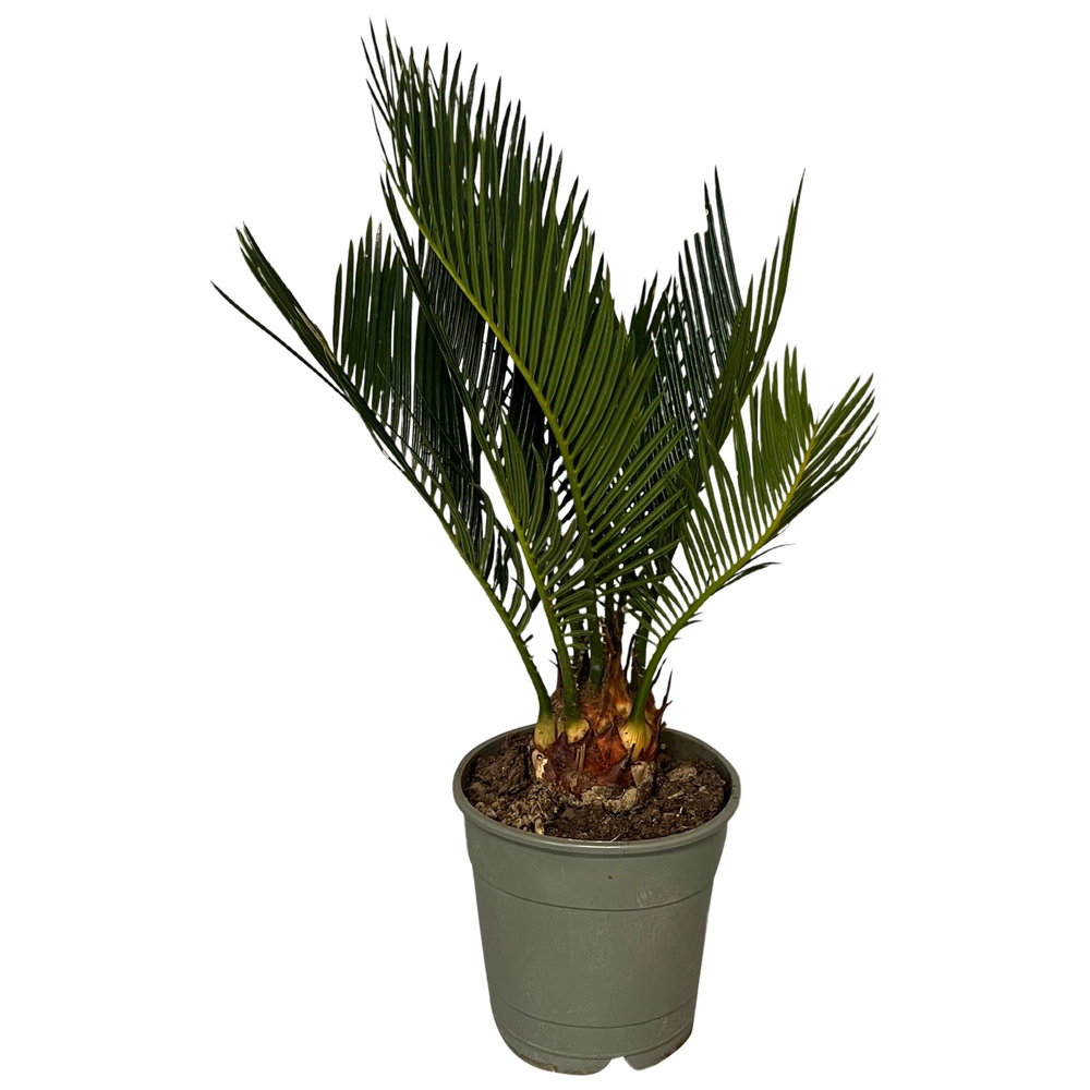 Cycas revoluta 6-9 veren.